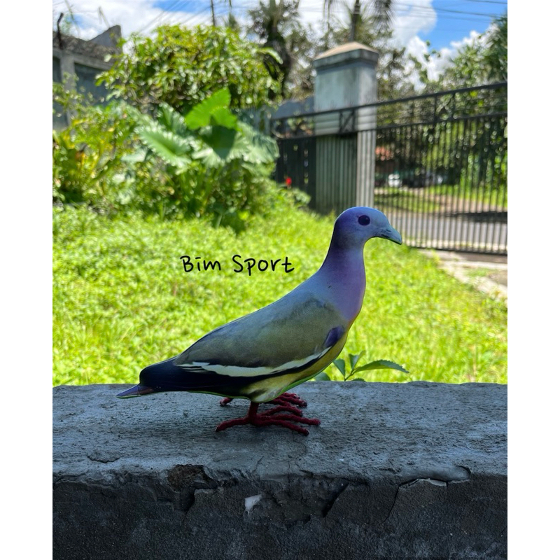 Patung Pemikat Burung Punai Gading Betina