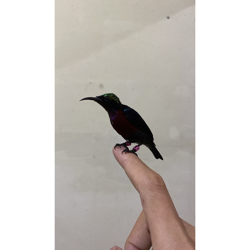 KOLIBRI NINJA GACORAN TROTOL METALIK ORIGINAL ACEH