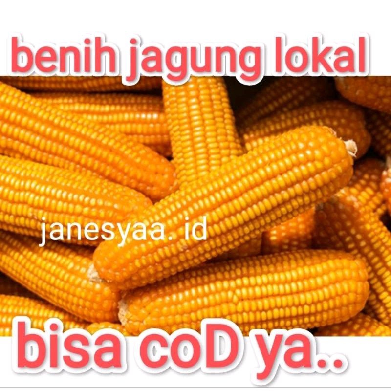 Jagung kering utuh bonggol perbiji