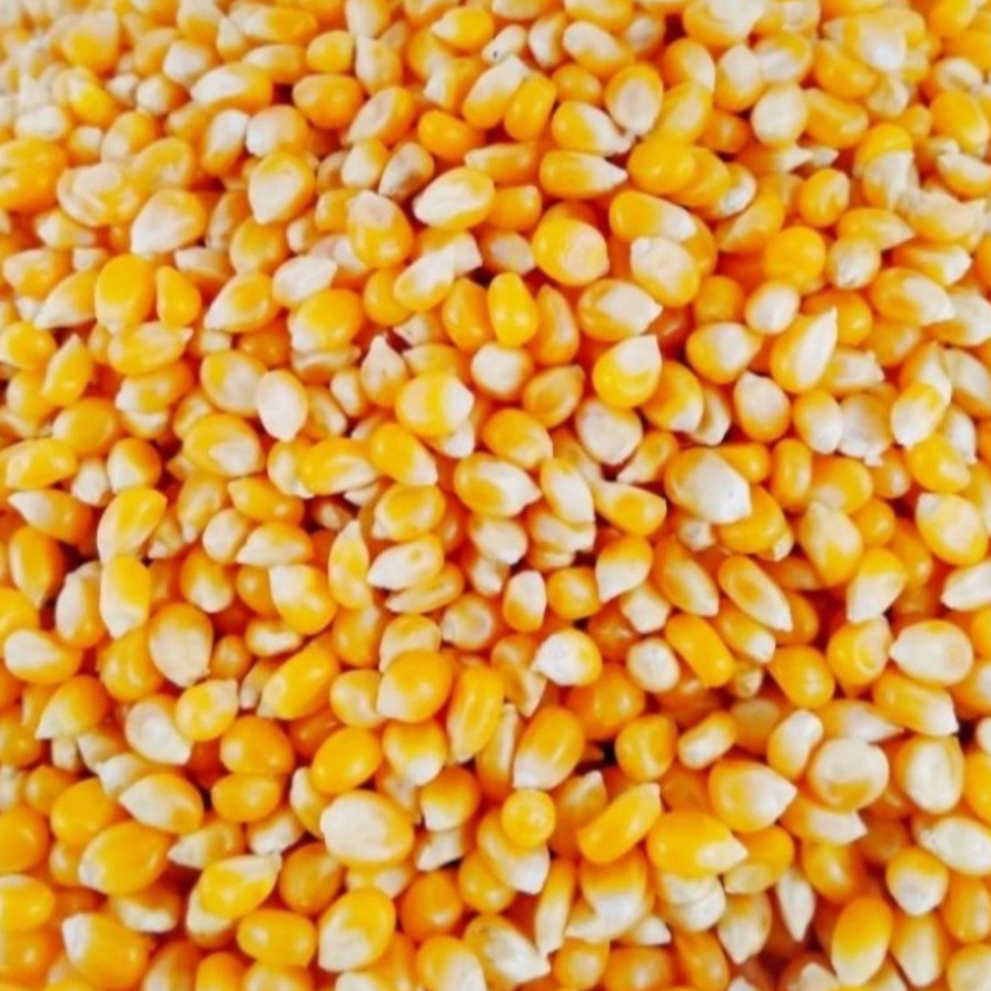 

Ready Stok Biji Jagung Popcorn Premium 1kg Pop Corn Kernel