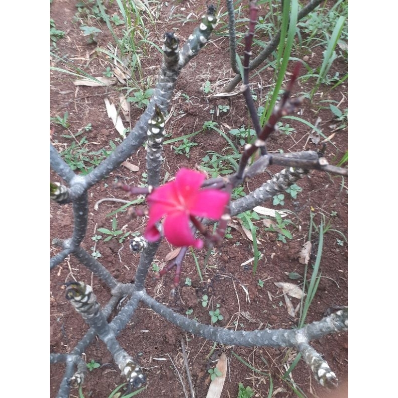 pohon kamboja bunga merah kecap