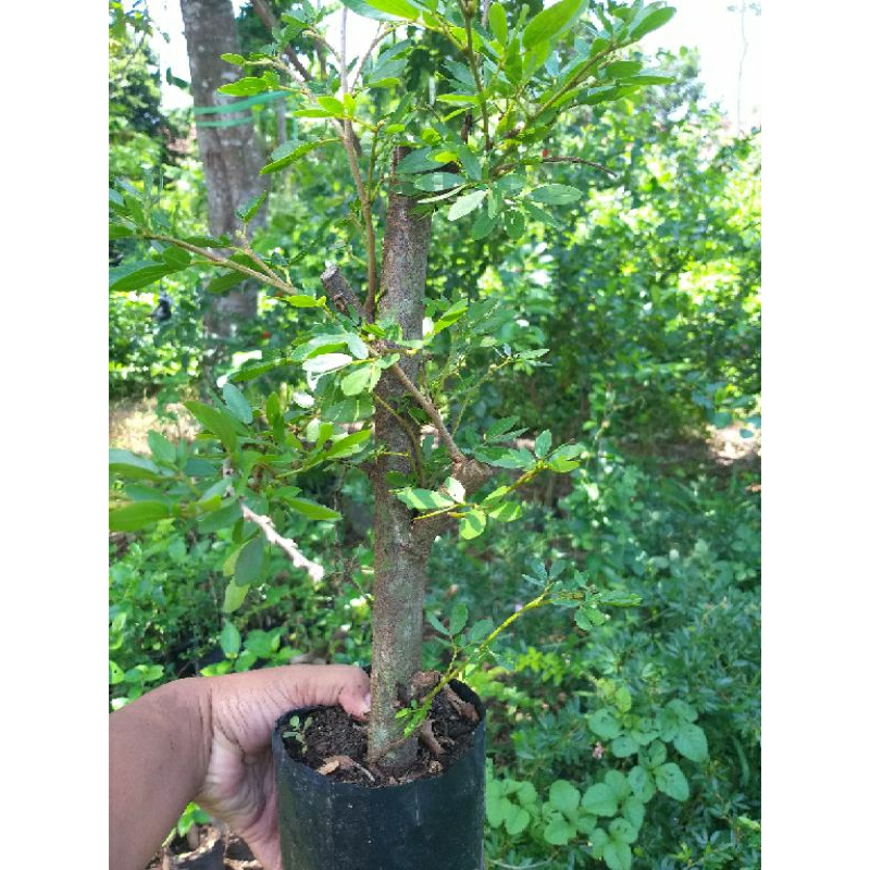 kaliandra sulimaraja