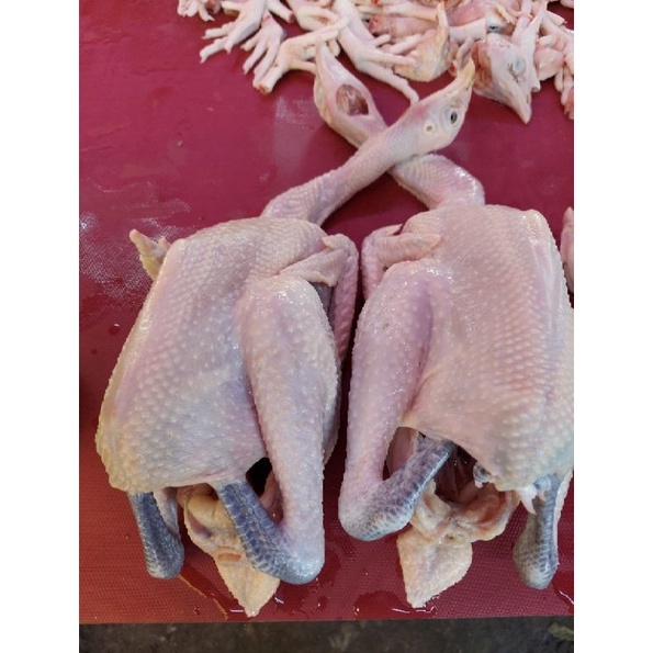 

PROMO HARI INI Ayam Kampung Fresh 13 gr Berat Hidup murah
