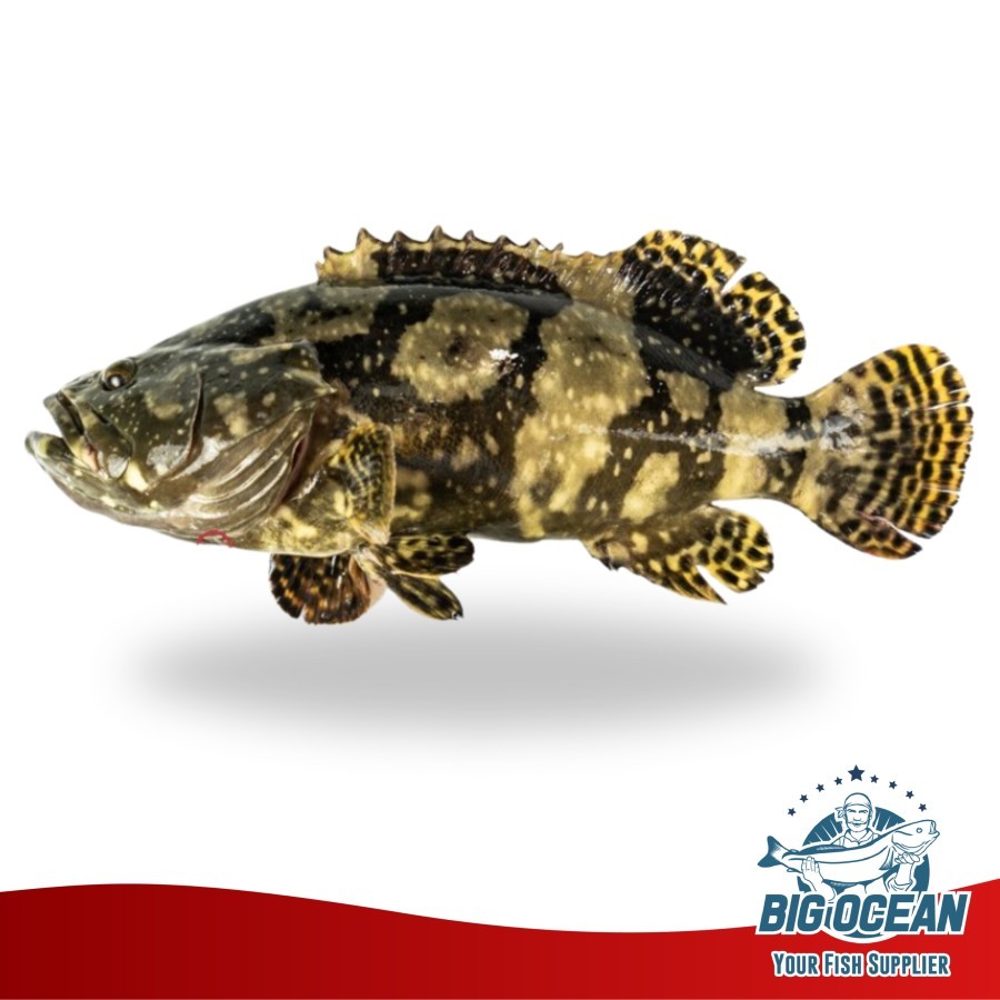 

Kerapu Macan Bunga | Ikan Kerapu Cantang