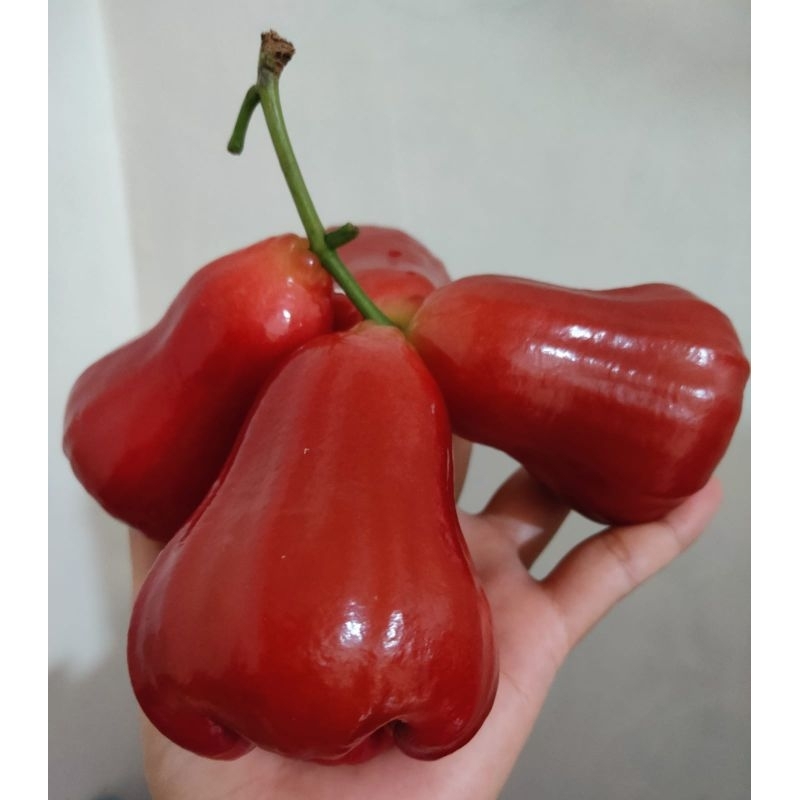 

JAMBU AIR CITRA SUPER MANIS PREMIUM