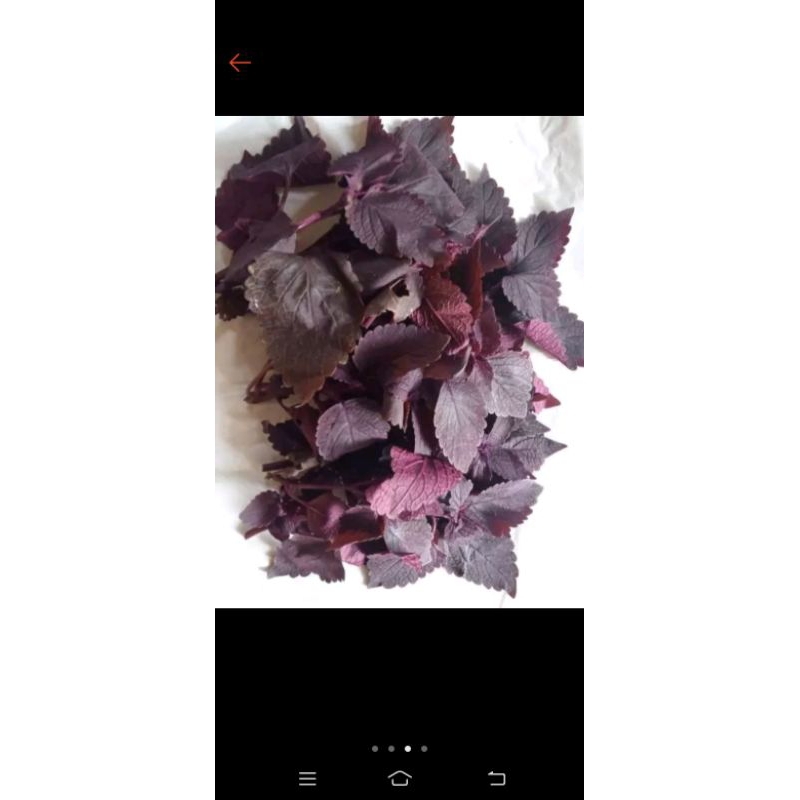 

herbal daun jawer kotok 500g