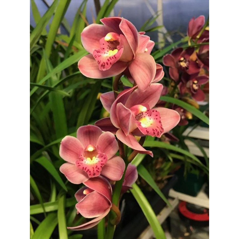 Anggrek Cymbidium pink Yellow