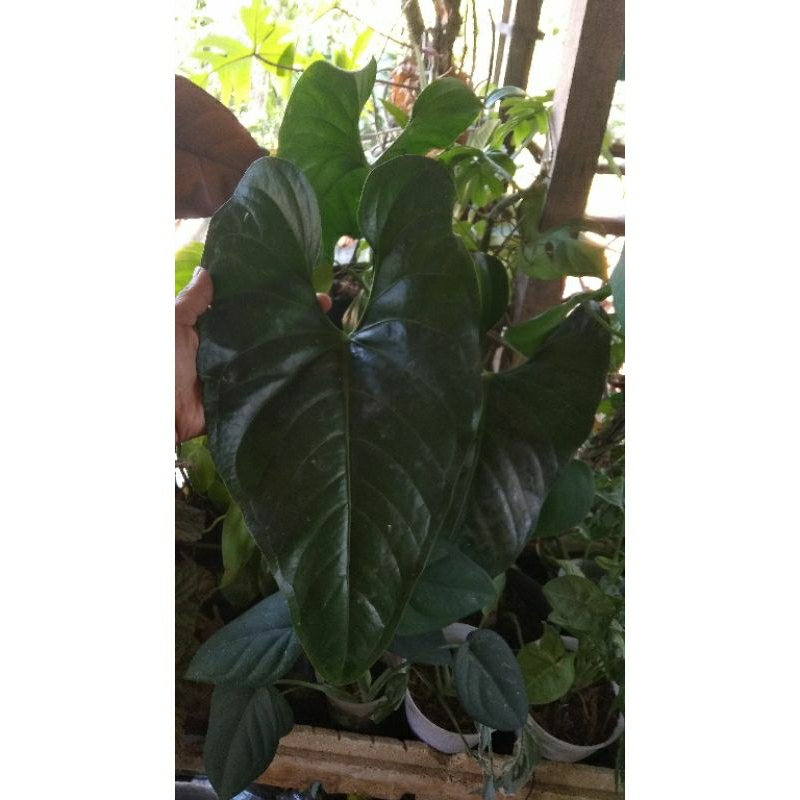 Anthurium Garuda Corong