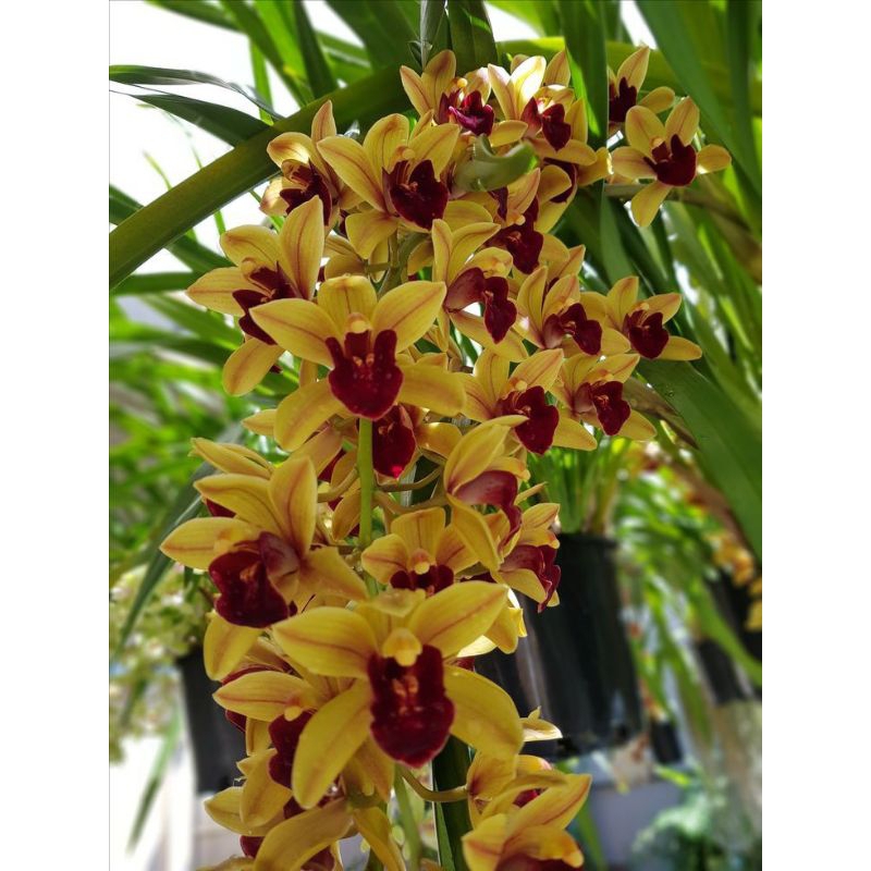 Anggrek Cymbidium Australia yellow