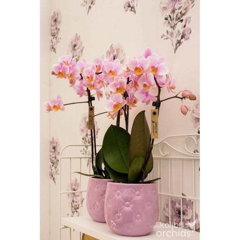 anggrek dendrobium superbien dewasa