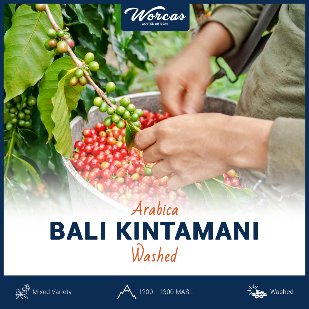Green Bean Arabica Bali Kintamani 1 Kg | Biji Kopi Mentah