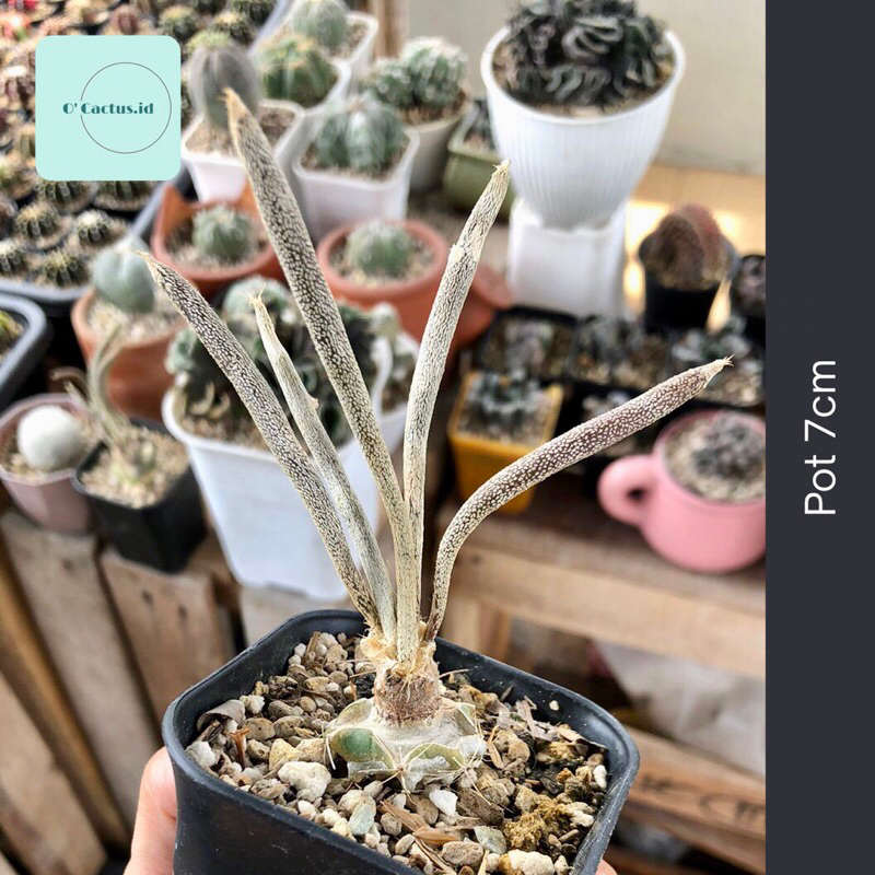 Astrophytum caput medusae medusa kaktus astro grafting tanaman hias hidup gurun indah hadiah gift ho