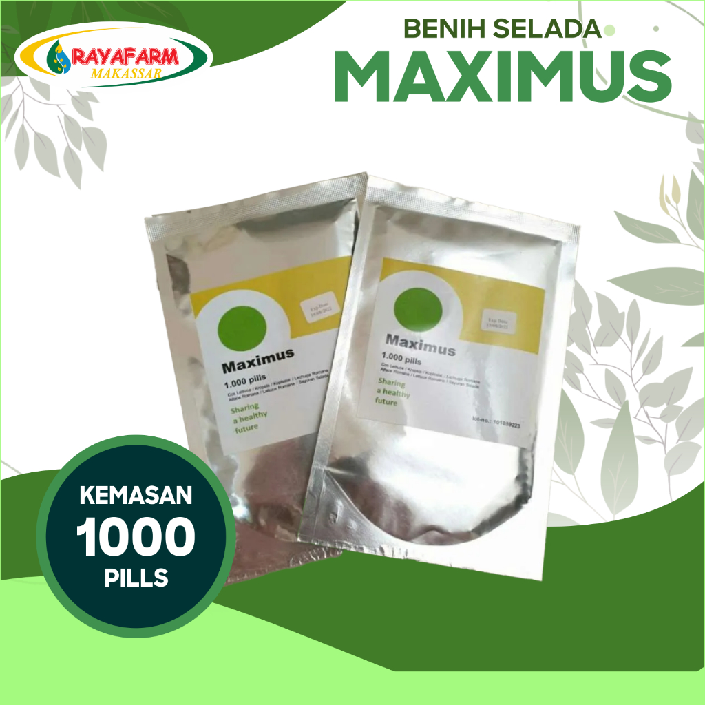 Benih Bibit Selada Maximus RZ 1000 Pills