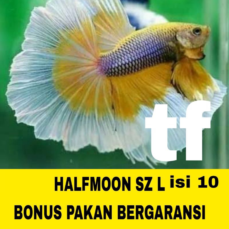 IKAN CUPANG HALFMOON SZ L ISI 10 BERGARANSI