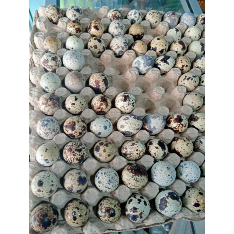 Umpan Tapuy  10butir , tabung puyuh , umpan Umpan Galatama Lele