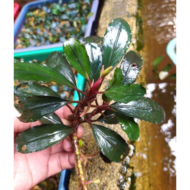 bucephalandra murah per 1/2 kg buce aquascape