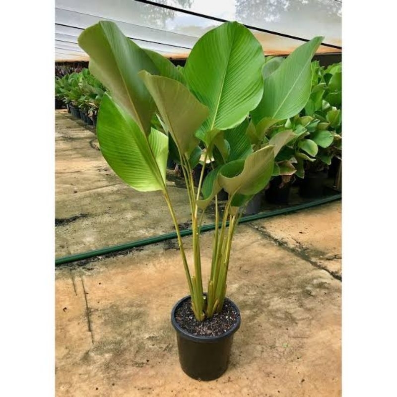 Tanaman hias Calathea Bedak Ukuran 1meter Tanaman Calathea Pisang Tanaman hias Calathea pisang Pisan