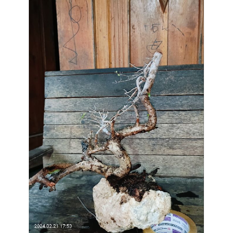 BONSAI SANTIGI  SULAWESI ON THE ROCK