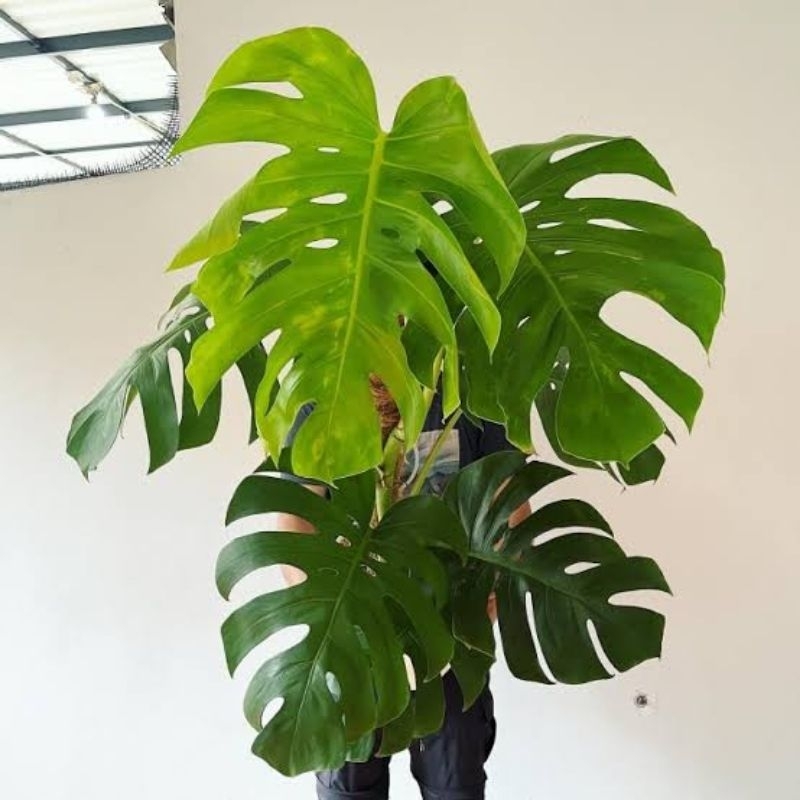 Tanaman Monstera Borsigiana Brazilian Dewasa / Tanaman hias Monstera Borsigiana Brazilian / Tanaman Hidup Monstera Brazilian Borsigiana / Tanaman Monstera Borsigiana