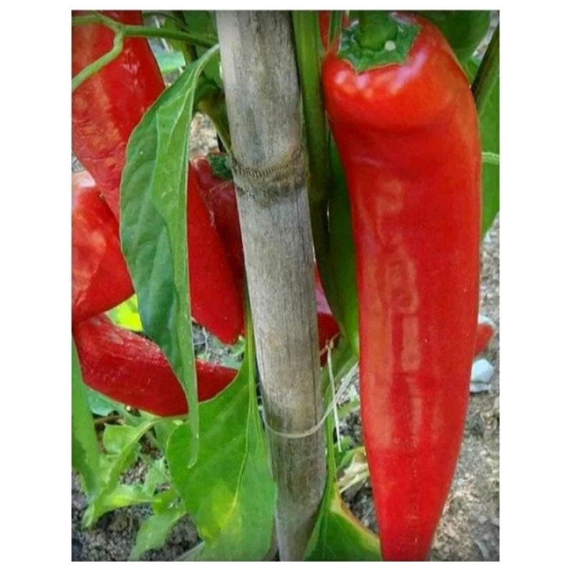 15  biji benih bibit Cabe Merah Jumbo