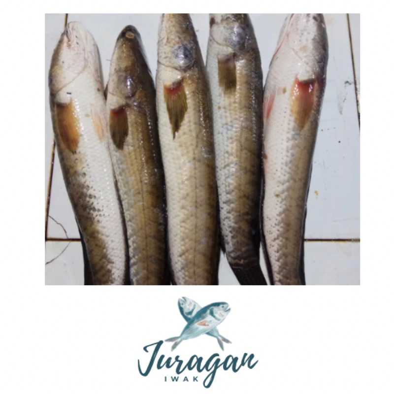 

Ikan Gabus (1 kg dan 500 gr)