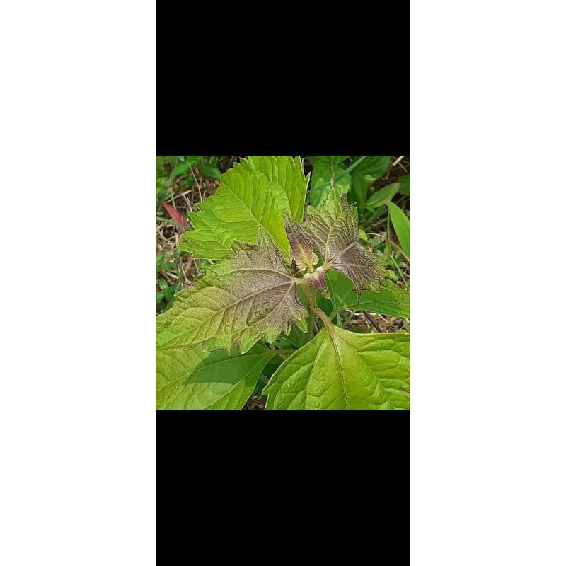 

Daun Kerinyuh