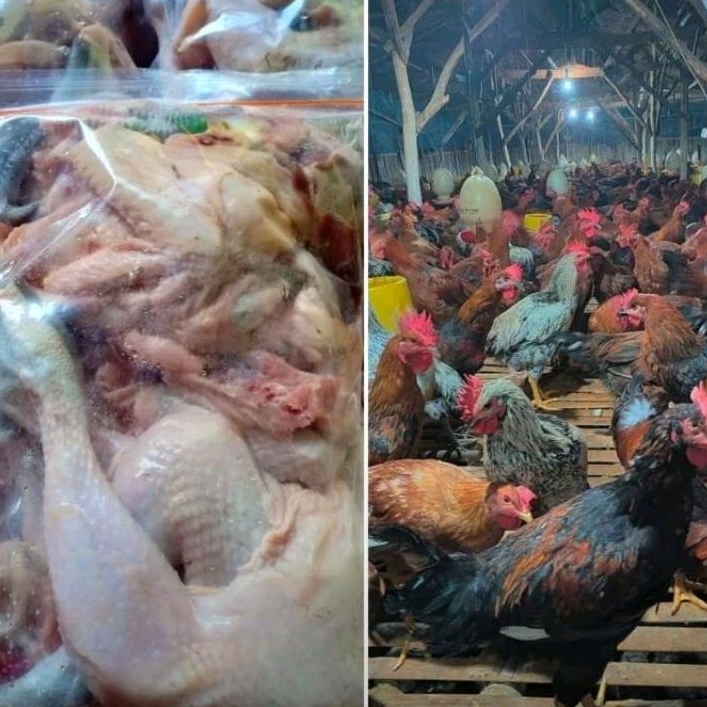 

Ayam Kampung Isi 3 Ekor