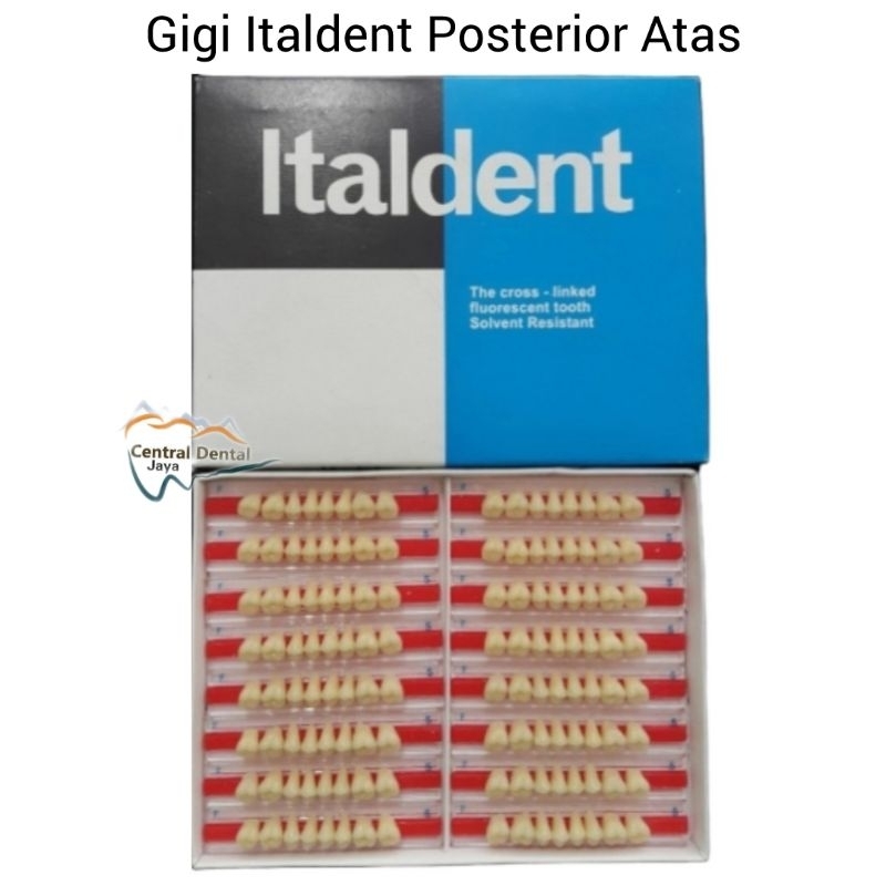 Gigi Palsu Italdent Posterior Atas (Belakang Atas) / Gigi Akrilik Tiruan Geraham Seri Upper (Atas) /