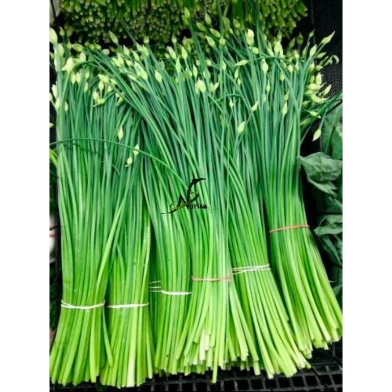 

bunga bawang merah/blalo 1 ikat