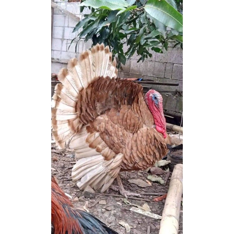 

Ayam kalkun/Turkiye