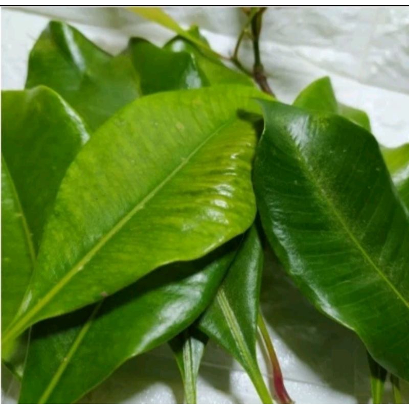 

DAUN CENGKEH SEGAR 1KG OBAT