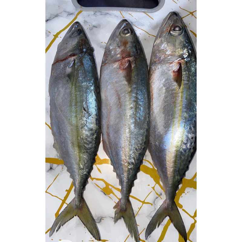 

ikankembung