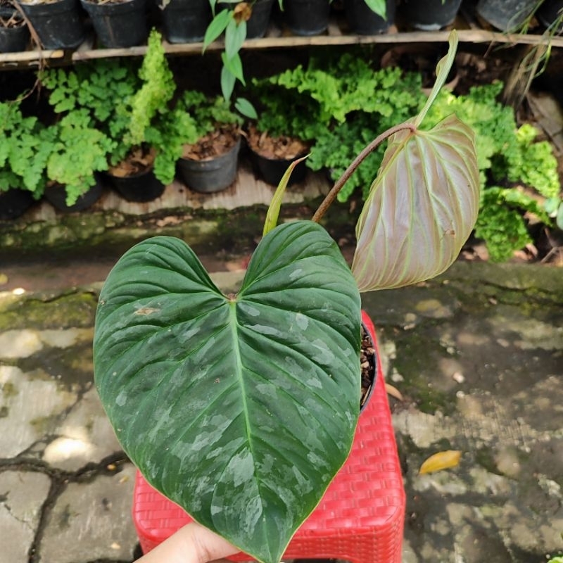 Philodendron majestic