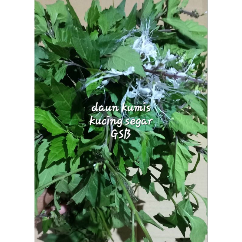 

Daun kumis kucing segar fres original 1 kg