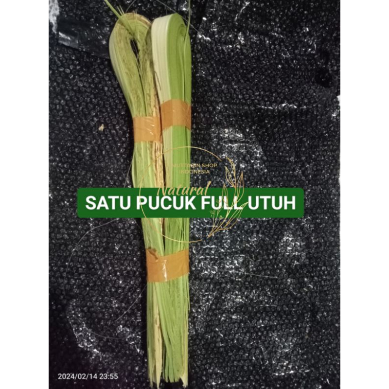 

DAUN LONTAR / SIWALAN MUDA (SUPER) FRESH BASAH
