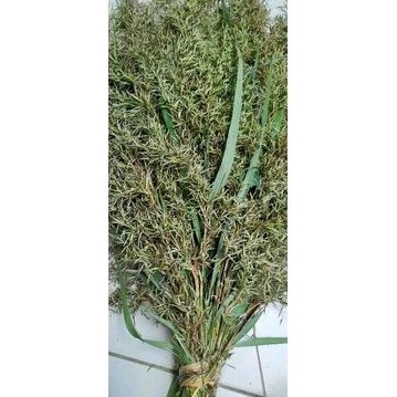 

Bunga serai merah serai wangi atou herbal bunga serei merah serei wangi per 1 ikat isi 60 tangkai