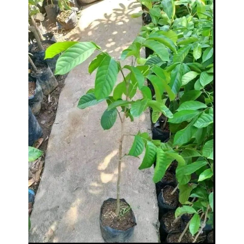 BIBIT DUKU PALEMBANG ASLI SUPER UNGGUL CANGKOK OKULASI