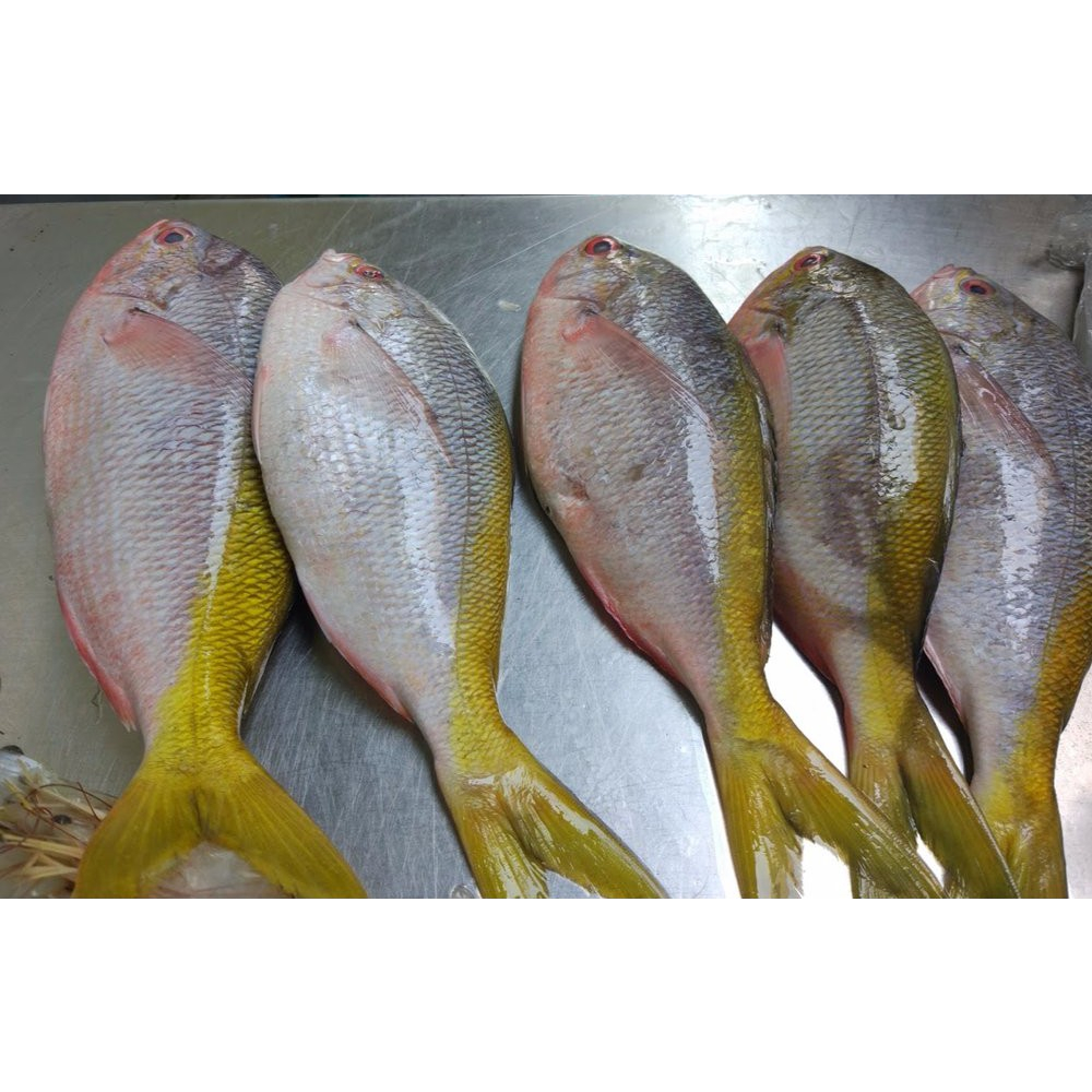 

Ikan Ekor Kuning Segar 500 gram KIRIM INSTANT