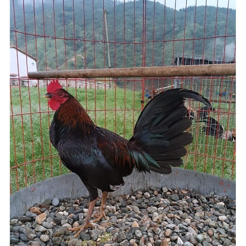 telur ayam ak 47 sweter paket 4 butir