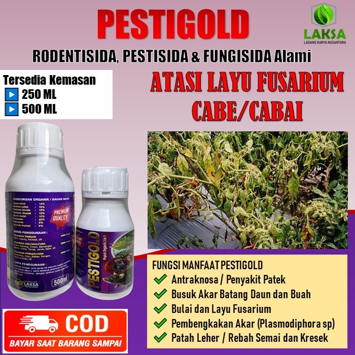 PESTIGOLD pupuk organik atasi layu fusarium pada cabe/cabai rawit dan tanaman lainnya - PESTIGOLD Pu