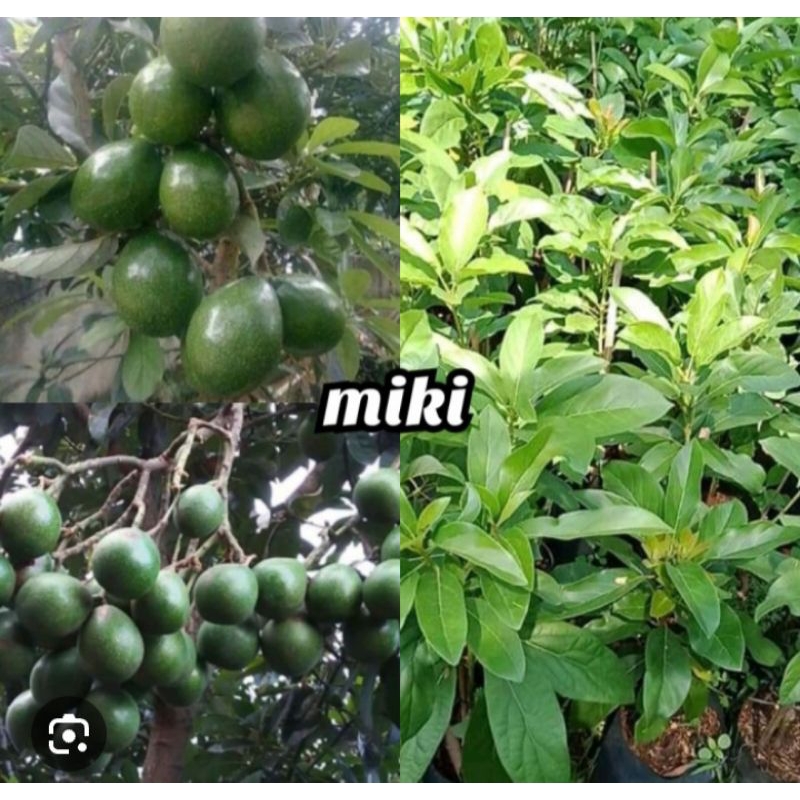 

alpukat Miki super