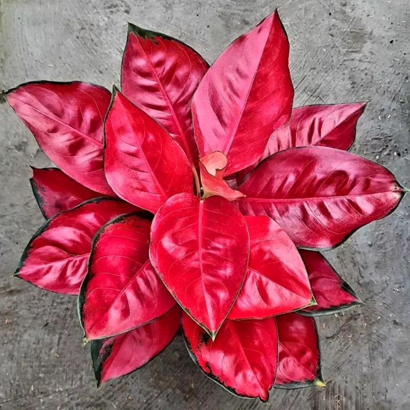 Aglonema Suksom Jaipong Mutasi Tanian Lokal Tanaman Hias Bunga Aglaonema Murah Merah BUKAN bonggol b