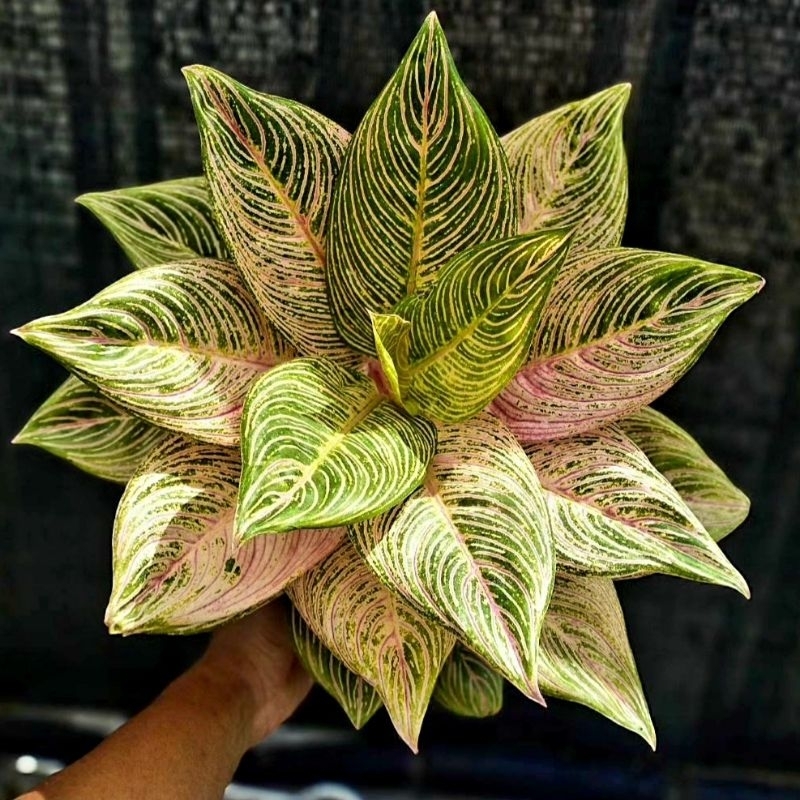 Aglonema Golden Hope Tanian Lokal Roset/ Aglaonema Golden Hope Tanaman Hias Bunga Aglaonema Murah Me