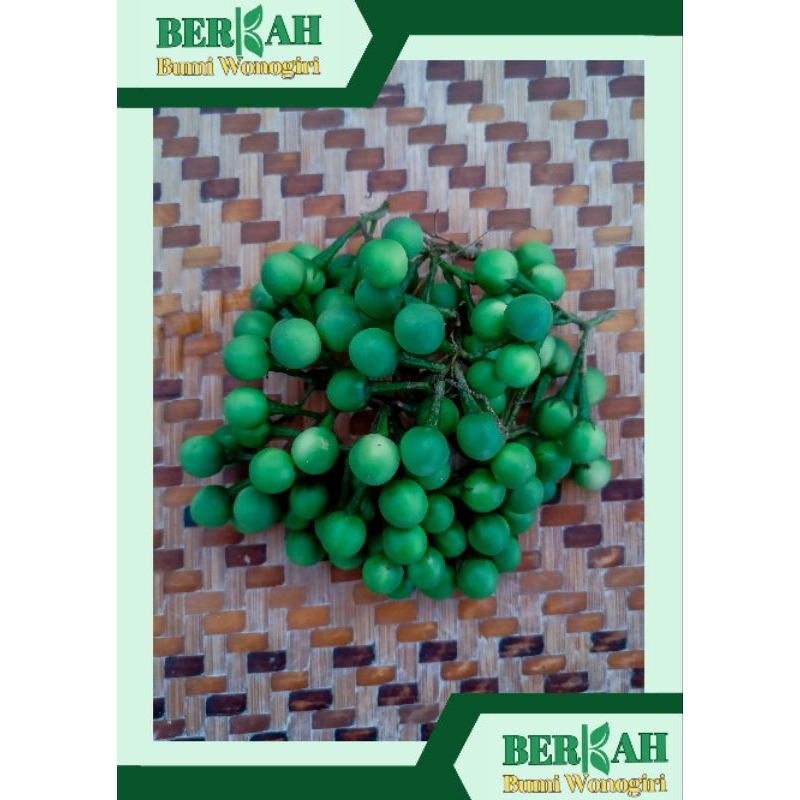 

Pokak / Cepokak / Takokak / Terong pipit 500 gram