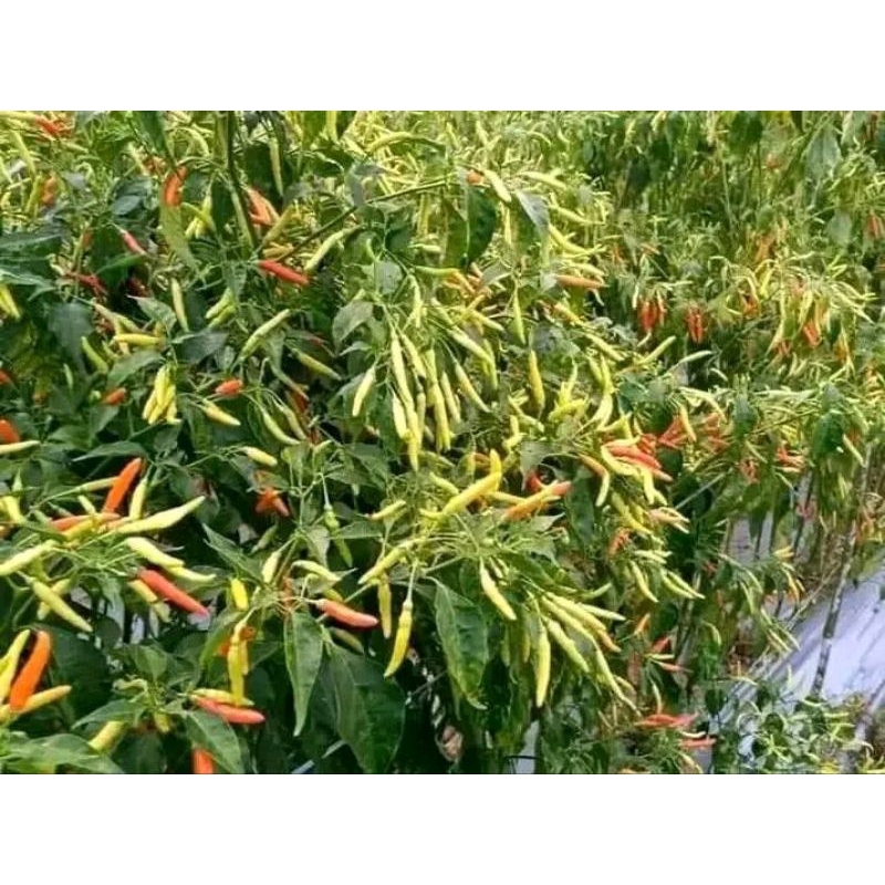 benih cabe jarum super beli 3 bonus 1