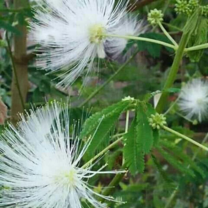 -+600 biji Kaliandra bunga putih unggul udah pilihan