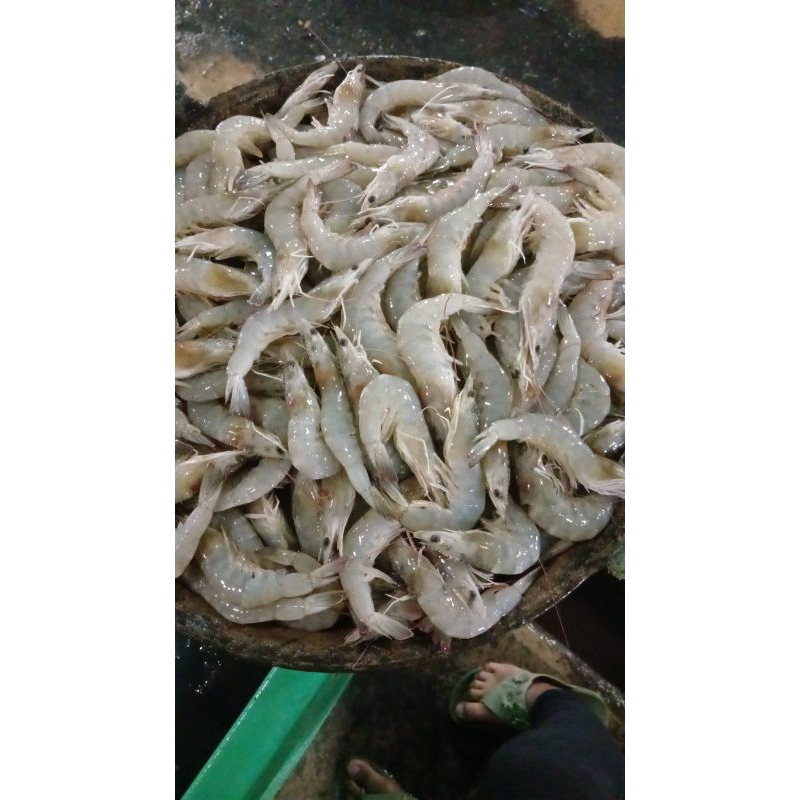 

udang putih sedang