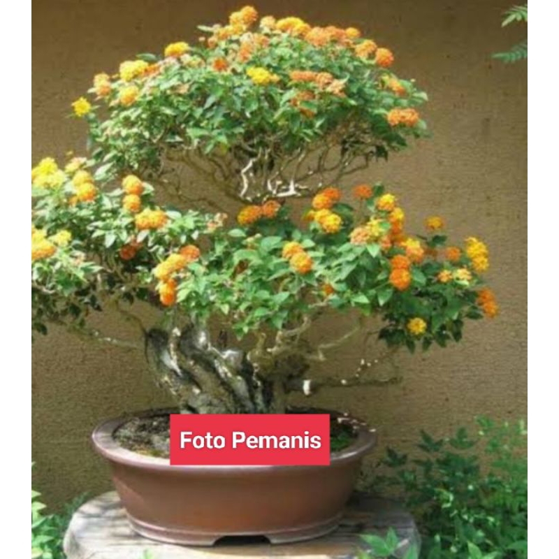 bonsai lantana