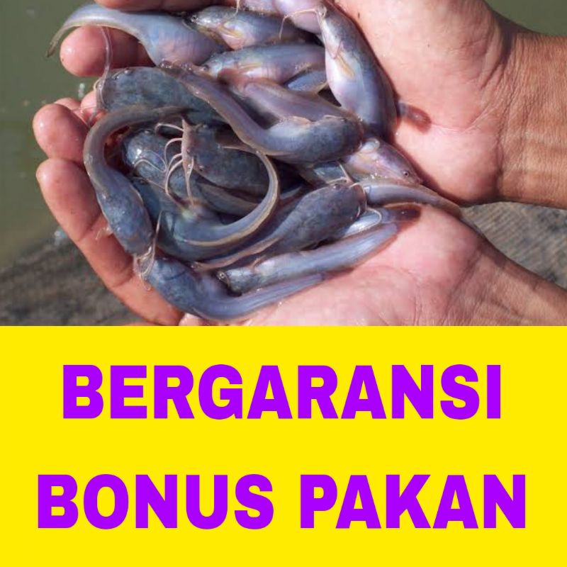 bibit lele dumbo isi 50 bergaransi