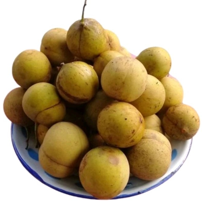 

Buah pala muda segar netto 1kg